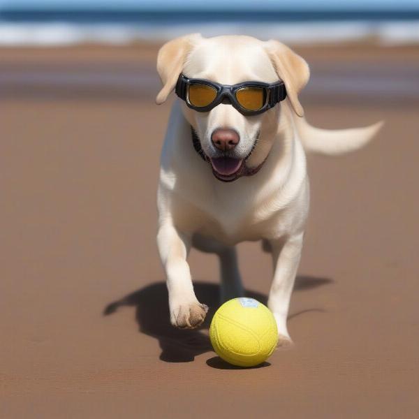 Dog wearing goggles on a Canadian beach