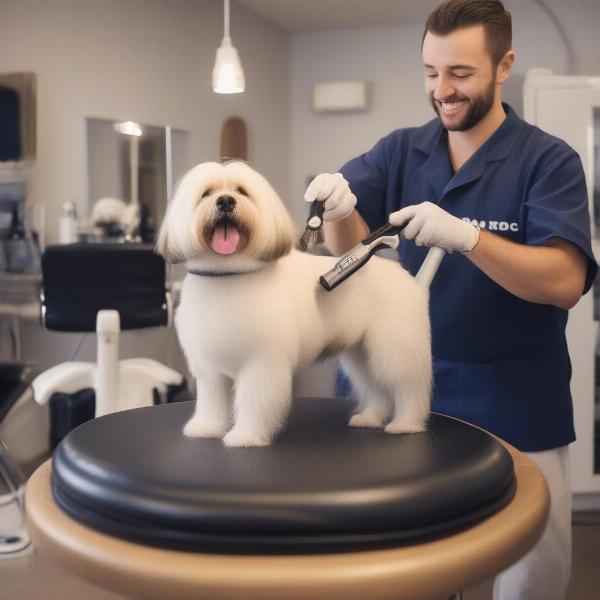 Chó đang được chải lông tại tiệm grooming ở Dover, Kent