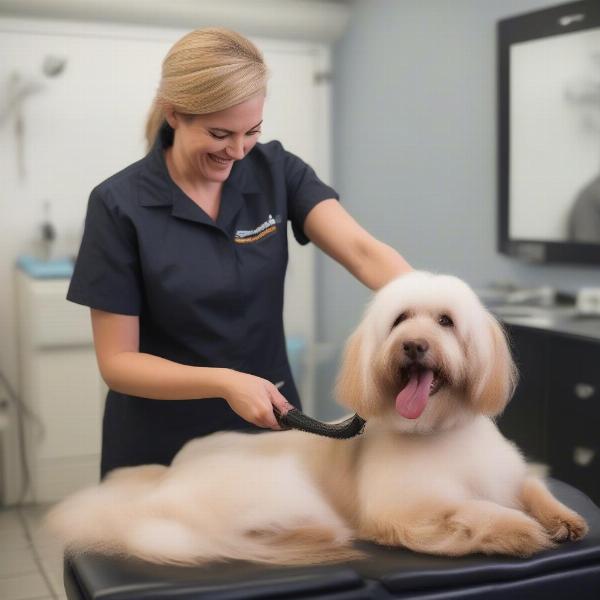 Dog groomer in Torquay checking a dog's coat