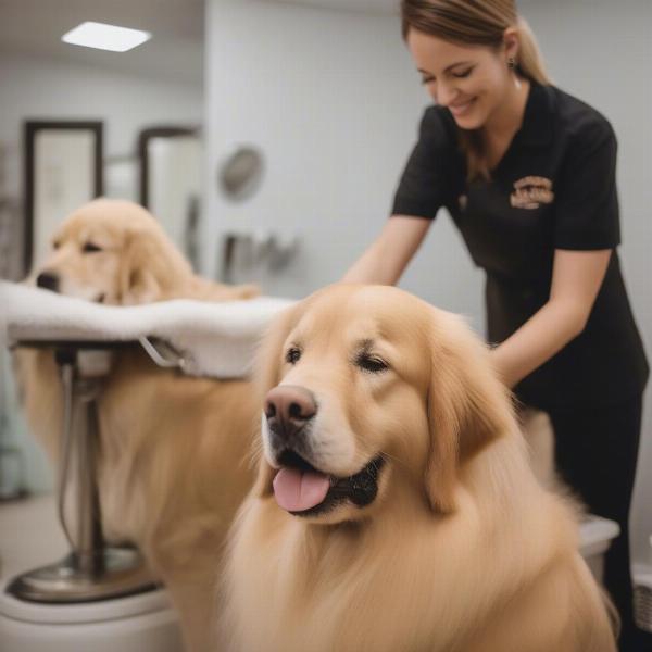 Dog Grooming Salon in Barrhaven