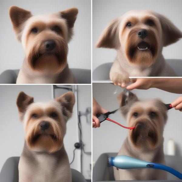 Proper Drying Technique with a Dog Grooming Blower