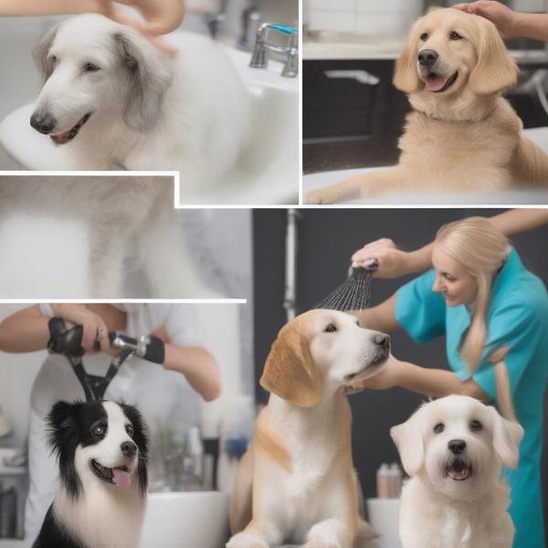 Different dog grooming services in Chichester