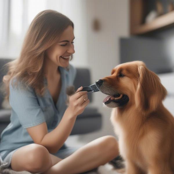 Dog Grooming at Home in Essendon