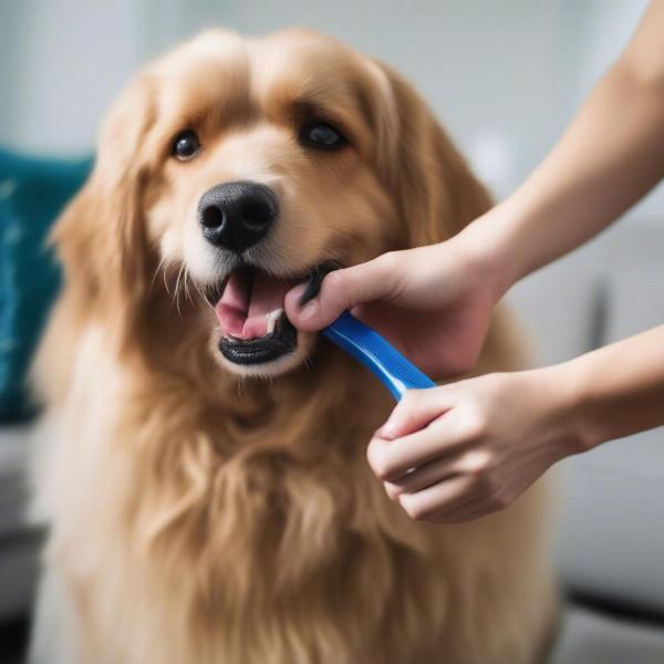 Dog Grooming Madison AL: At-Home Maintenance