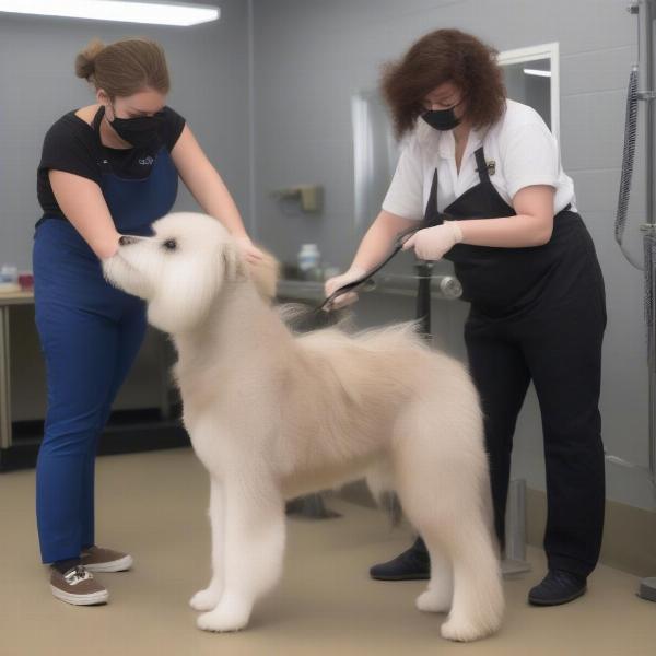 Dog Grooming Practical Session in Brisbane