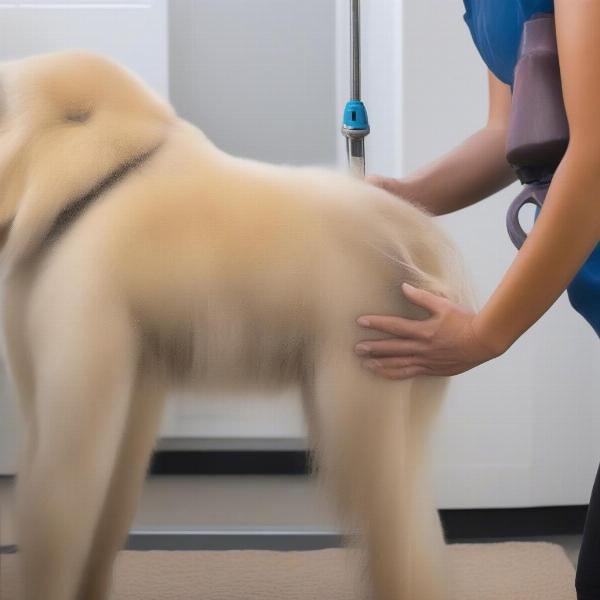 Dog Grooming to Prevent Licking