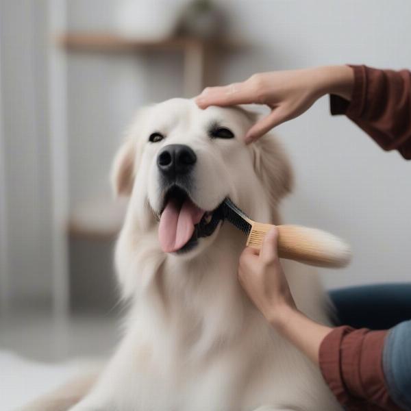 Brushing a dog at home before grooming