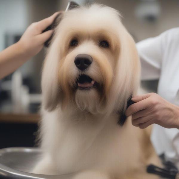 Dog Grooming Session in Friendswood