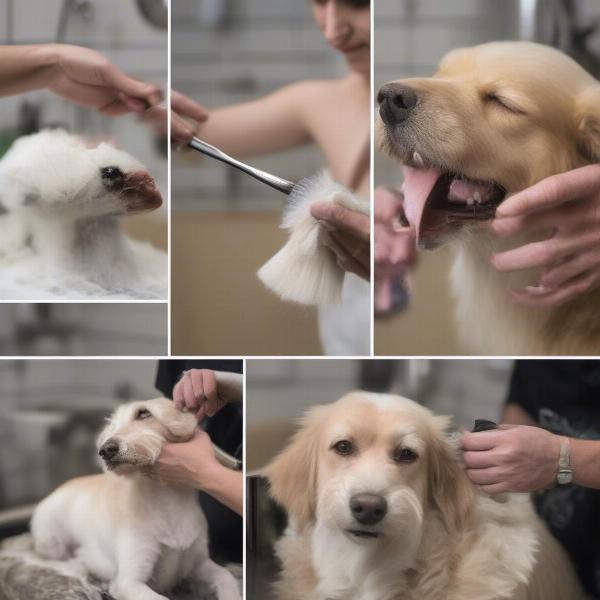 A typical dog grooming session in Noblesville