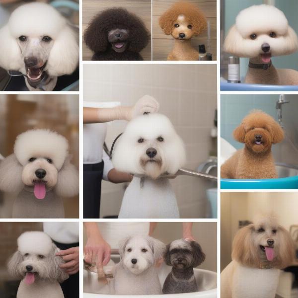 Dog Grooming Services Available in Windsor Ontario