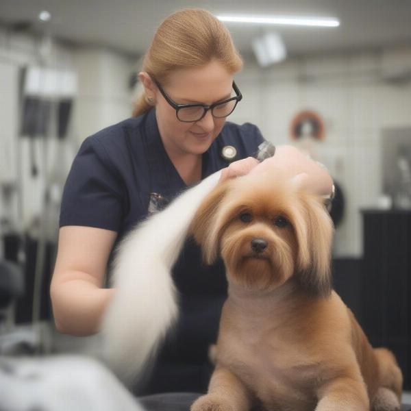 Dog Groomer in Winsford working with a dog