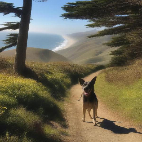 Dog hiking on a trail in Point Reyes National Seashore.