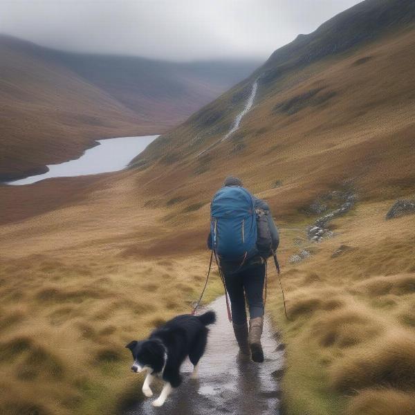 Dog Hiking in Welsh Mountains