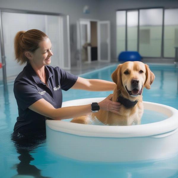 Dog with a hydrotherapy therapist