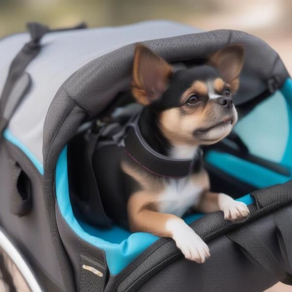 Dog Comfortably Inside a Bicycle Carrier