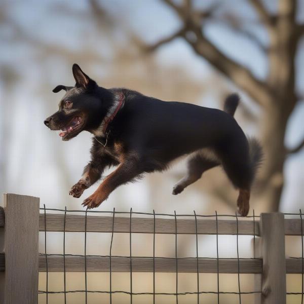 Dog Jumping Fence: Reasons