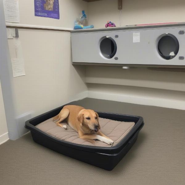 A dog relaxing in its individual kennel in Abilene, TX