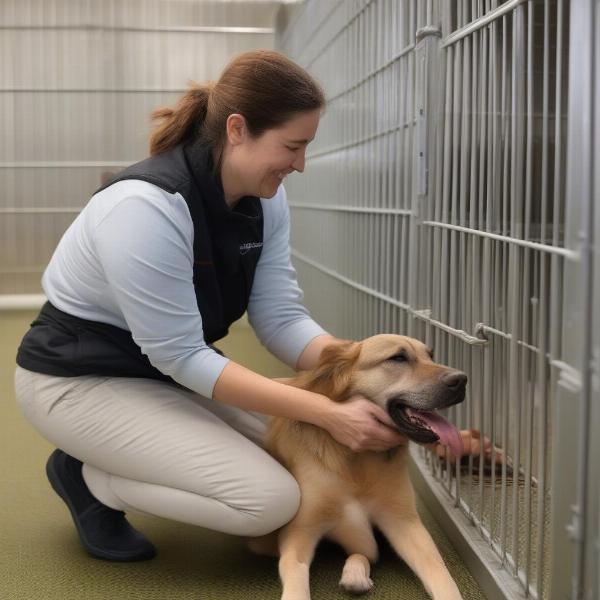 Friendly and Experienced Staff at Dickinson, ND Dog Kennels