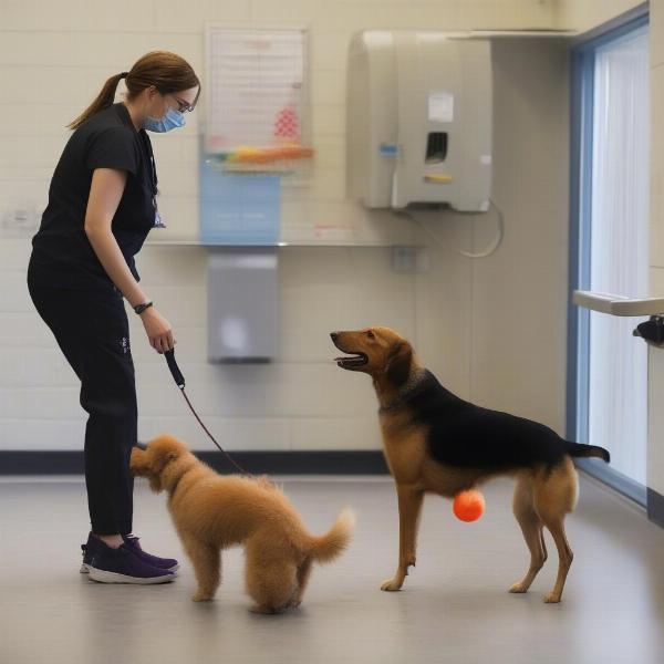 Caring staff interacting with dogs at a Puyallup kennel