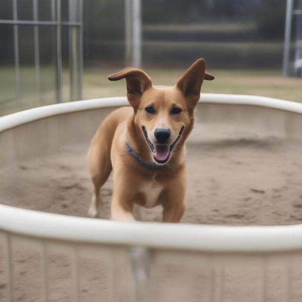 Happy Dog at a Redding Kennel