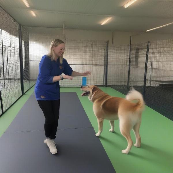 Happy dog at a kennel in Crewe