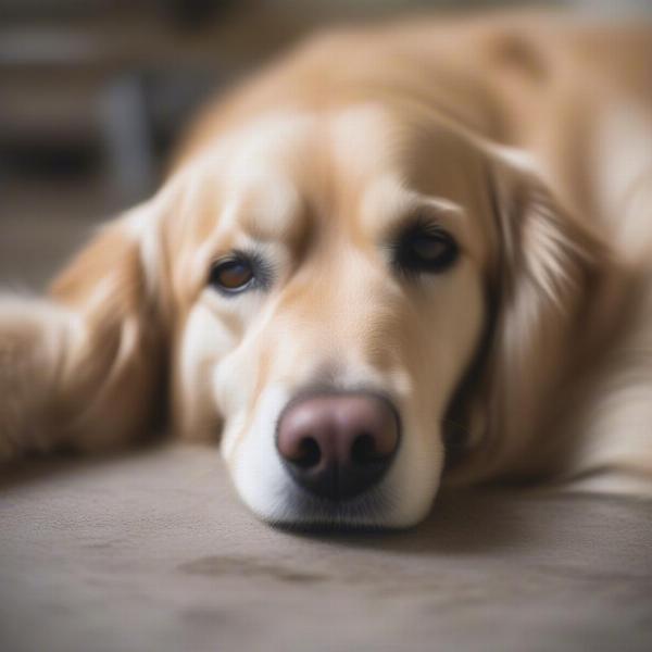 Dog Looking Unwell After Eating Rabbit