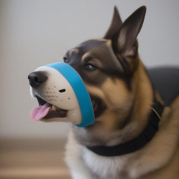 Dog wearing a muzzle after jaw injury