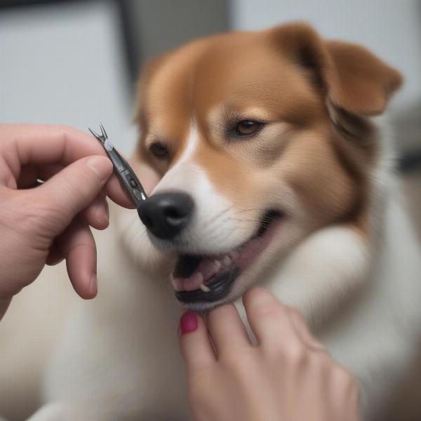 Dog nail trimming to protect hardwood floor