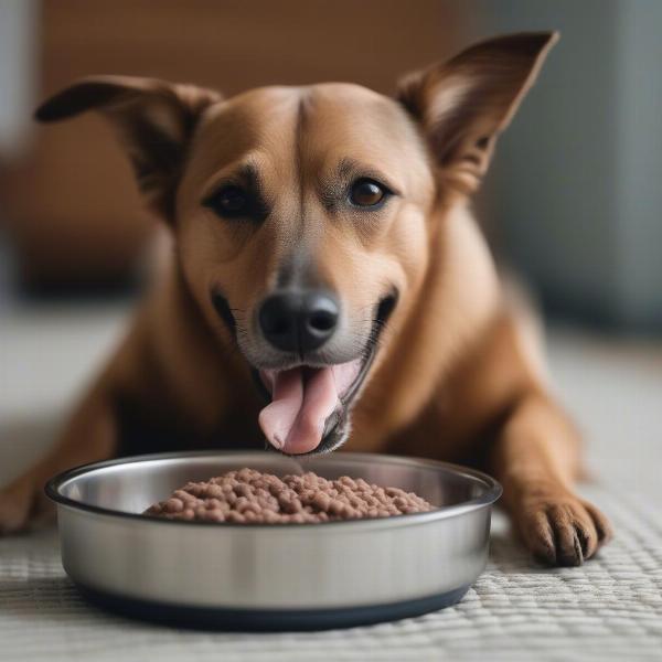 A toothless dog enjoying soft food