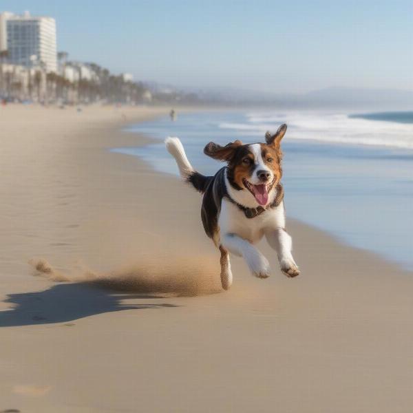 Dog enjoying the beach in Santa Monica