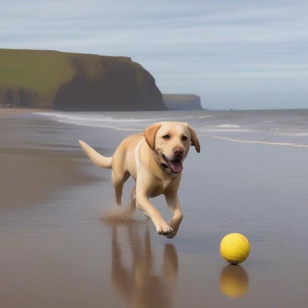 Dog enjoying Whitby Beach