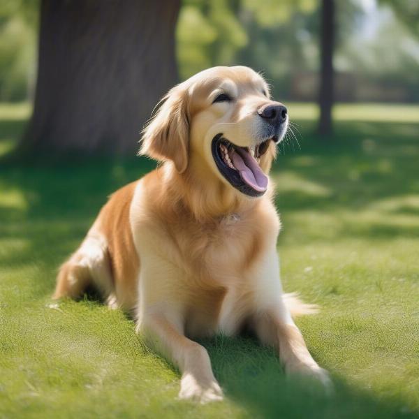 Dog panting in hot weather