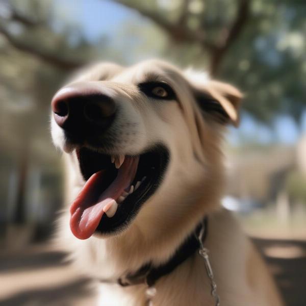 Dog Panting in Shade - Overheating Symptoms