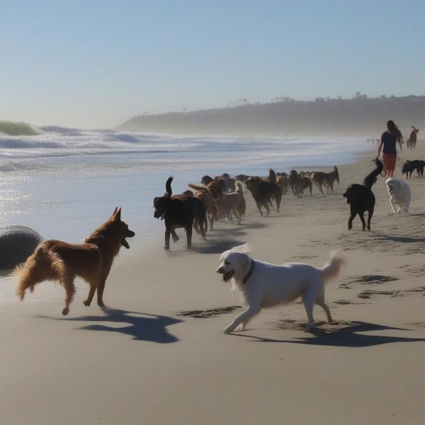 Moonlight Beach Dog Beach in Encinitas