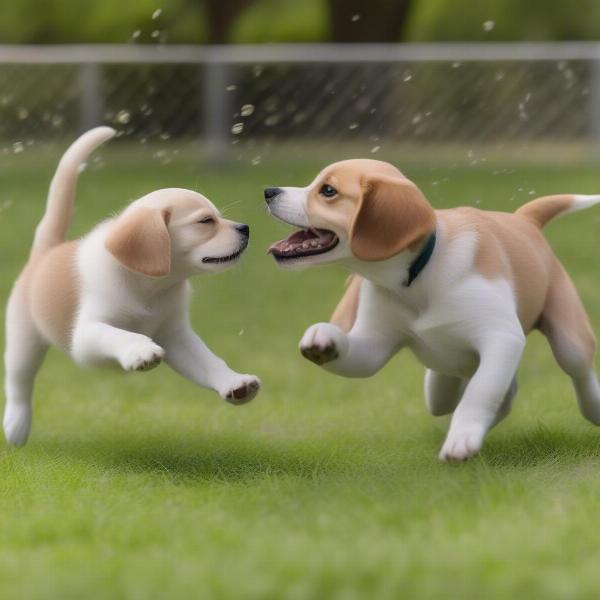 Playful puppies enjoying a sunny day at a Kalamazoo dog park