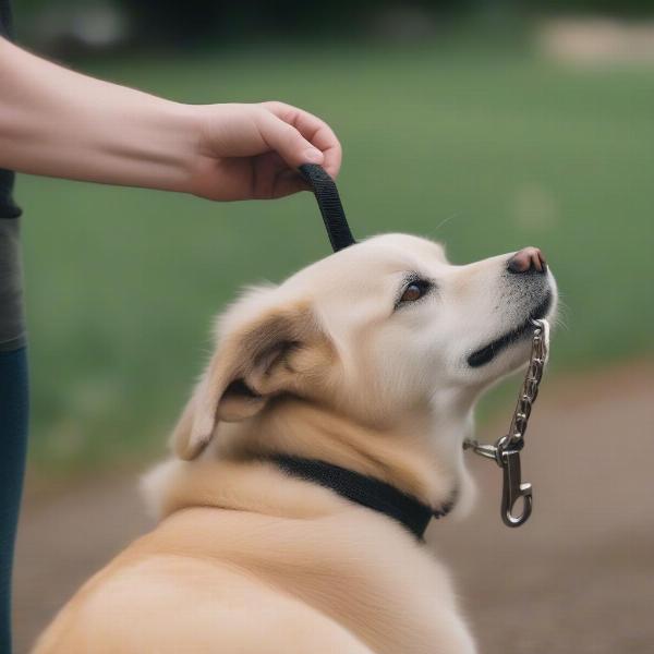 Dog Park Safety in Duluth MN