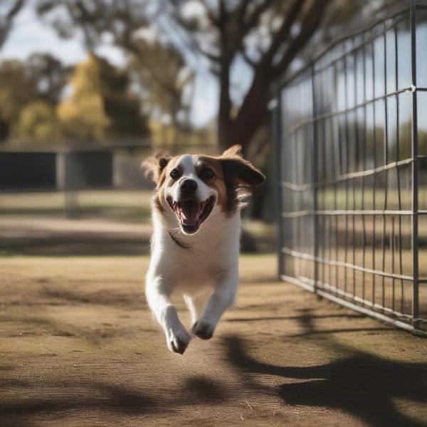 Dog Parks in Canberra