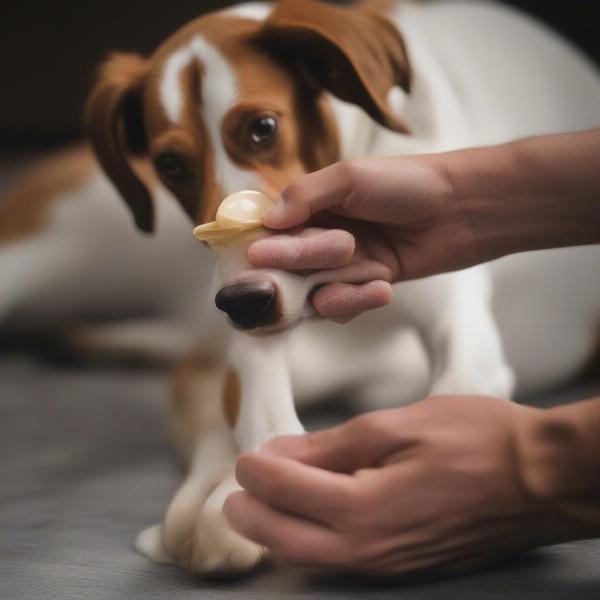 Applying Dog Paw Balm