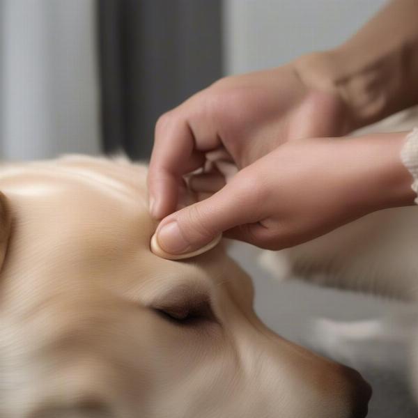 Applying Paw Moisturizer to a Dog's Paw