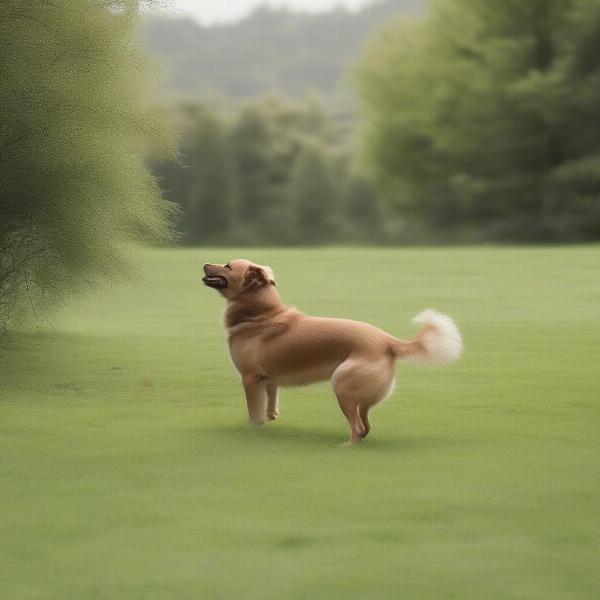 Dog peeing in a designated grassy area