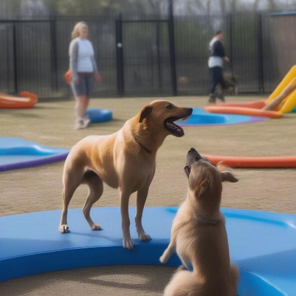 Dog Playing at Bark City