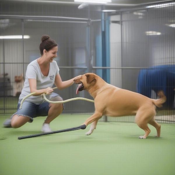 Dog Playing at Dog Boarding Facility