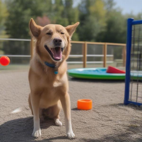 Dog playing at Sudbury boarding facility