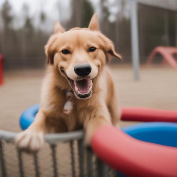 Dog Playing at Pigeon Forge Boarding