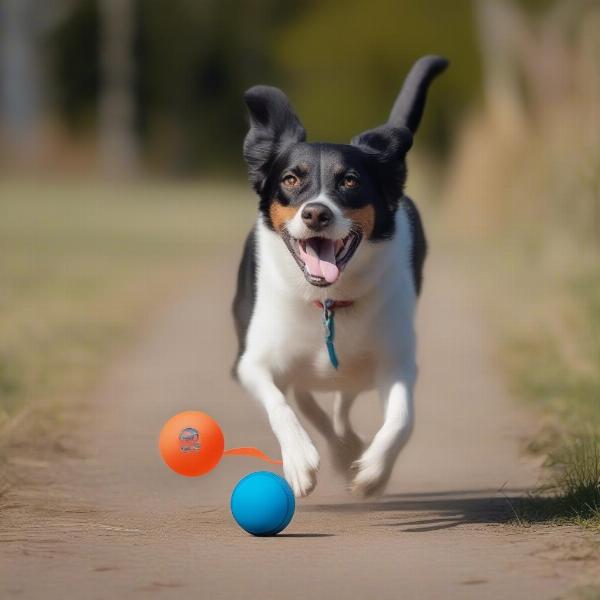 A dog playing fetch with a Chuckit! toy