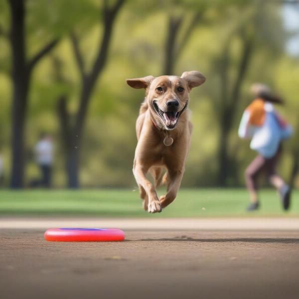 A dog playing fetch in the park