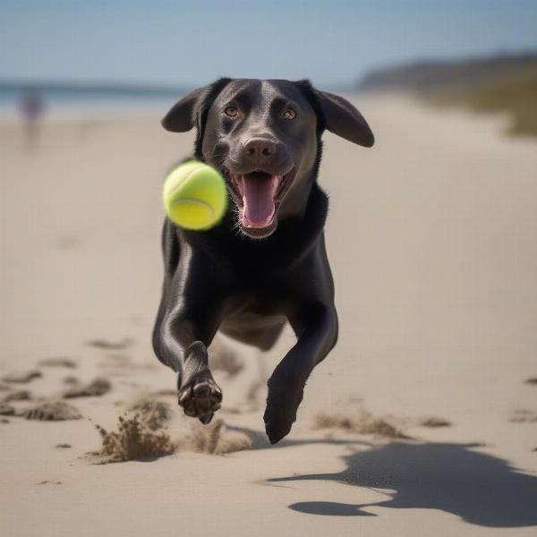 Dog playing fetch on the beach