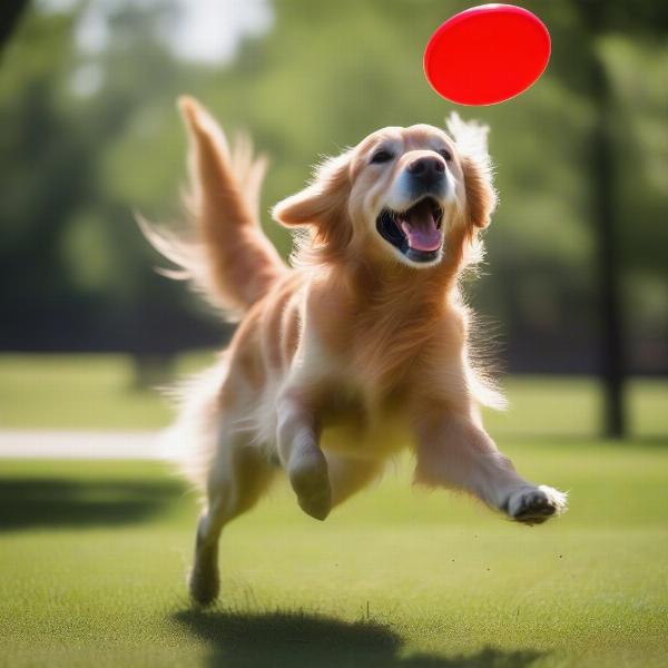 Dog Playing Fetch in the Park