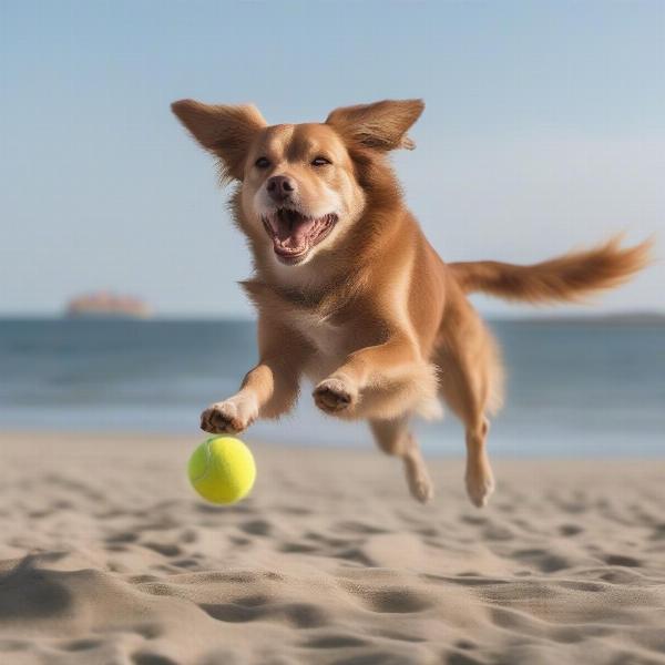 A dog playing fetch with a ball on Skegness beach.