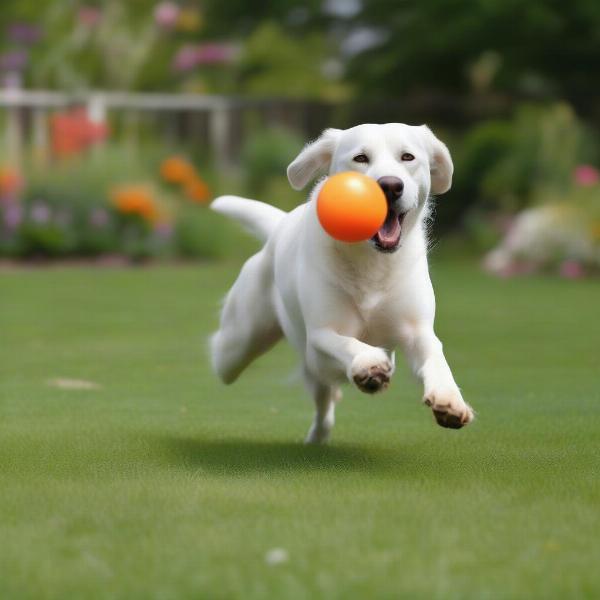 A dog excitedly chases an indestructible ball thrown by its owner in a garden setting.